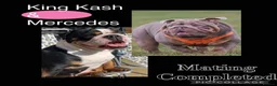 English Bulldog dogs for stud: Fully Suited Lilac & Tan  - Advert 9