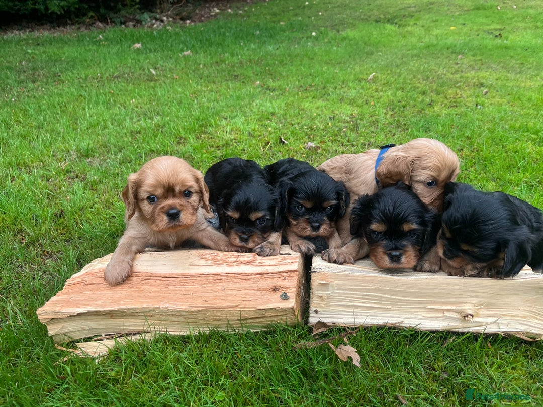 Cavalier King Charles Spaniel dogs for sale: KC reg Cavalier Puppies - Image 5