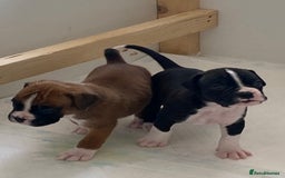 Boxer dogs for sale: Kc Boxer puppy’s bobtail and long licensed breeder - Image 17