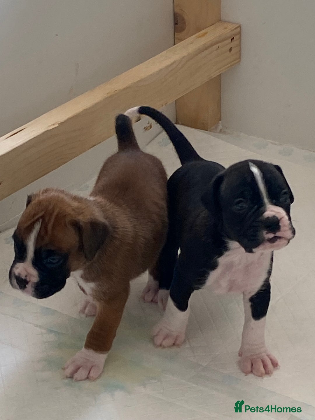 Boxer dogs for sale: Kc Boxer puppy’s bobtail and long licensed breeder - Image 17