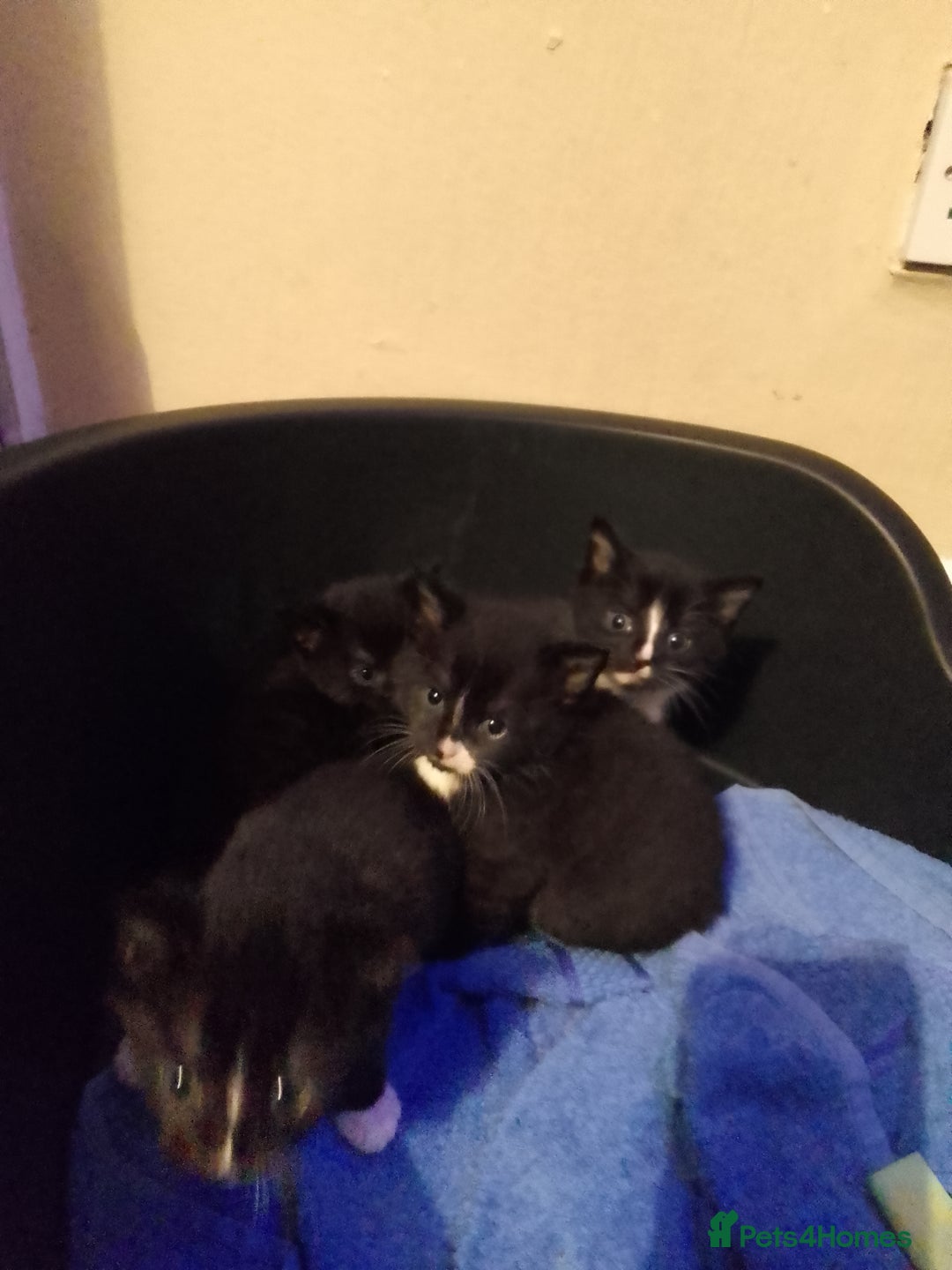 Mixed Breed cats for sale: MALE KITTEN FOR SALE - Advert 2