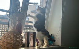 Domestic Shorthair cats for sale: Beautiful calico  - Image 2