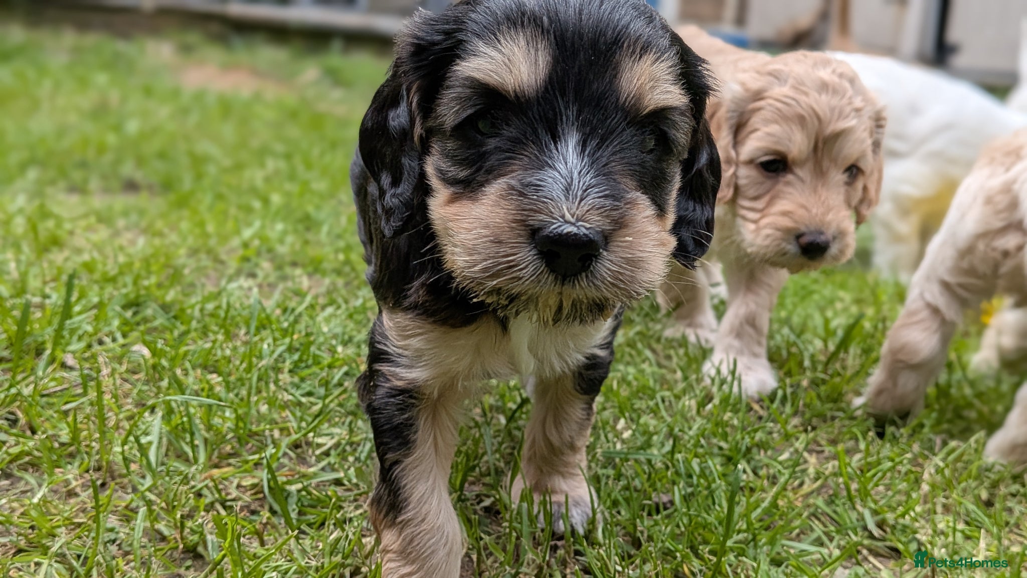 Cockapoo dogs Cockapoo pups  - Advert 1