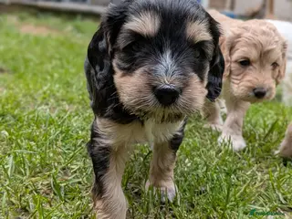 Cockapoo dogs Cockapoo pups - Advert 1