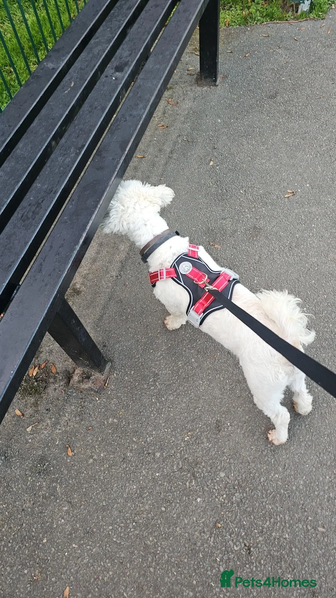 Bichon Frise dogs for sale: Beautiful Bichon Frisé Puppies – 2 Months Old ❤️  in Uttoxeter - Advert 1