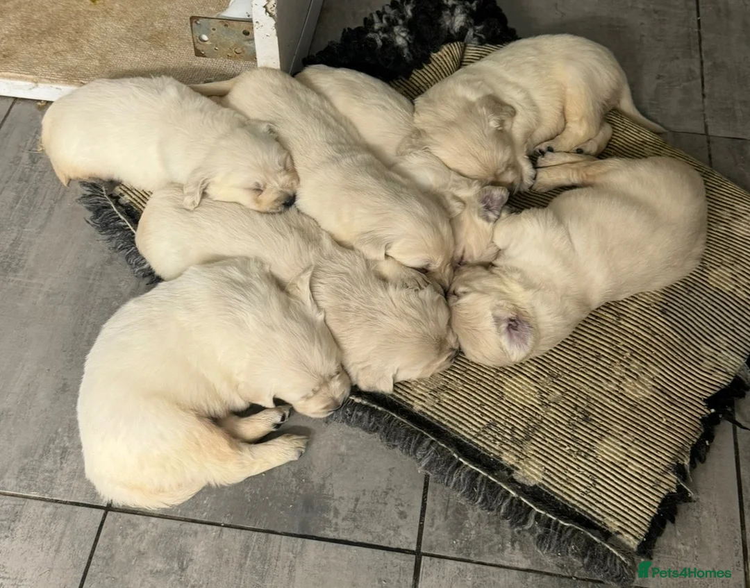 Golden Retriever dogs for sale: KC Reg Golden Retriever  - Advert 2