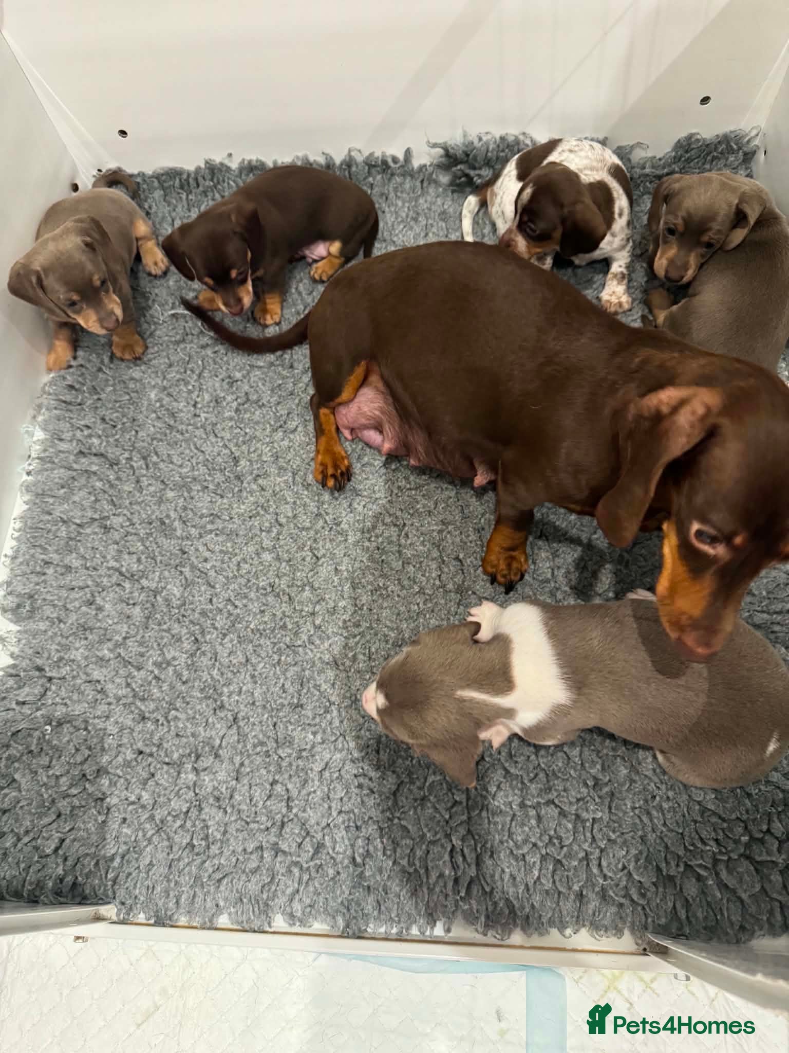 Miniature Dachshund dogs 5 Beautiful Dachshund Puppies - Advert 1
