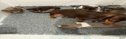 Miniature Dachshund dogs for sale: 5 Beautiful Dachshund Puppies - Advert 6