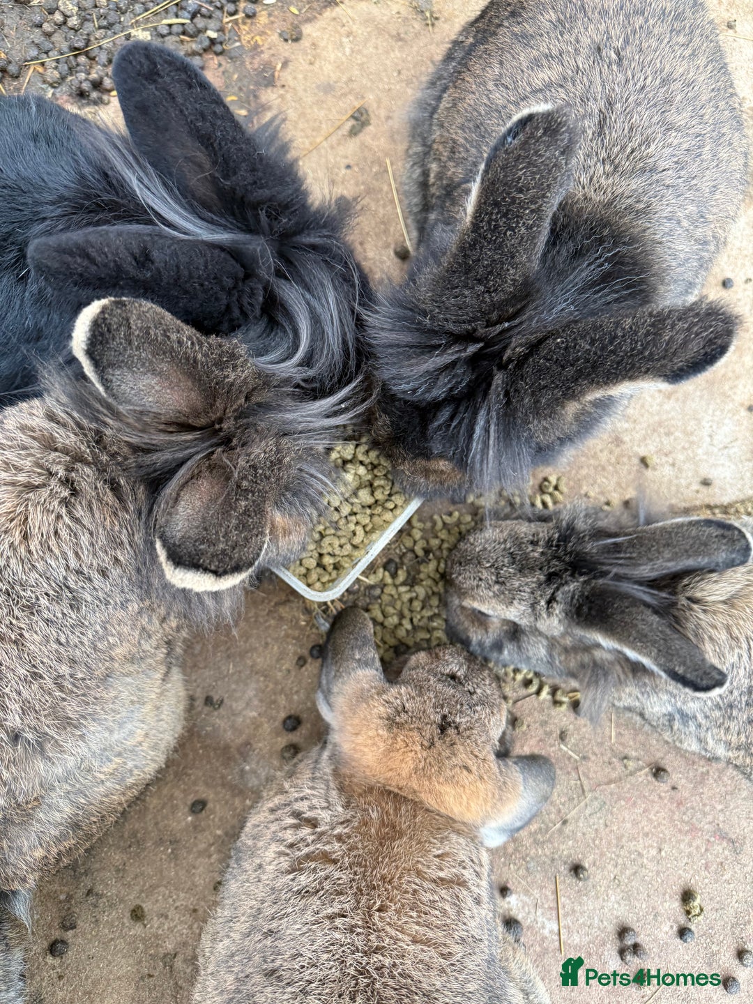 Mixed Breed rabbits for sale: Rabbits  - Advert 8