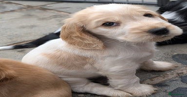 Cocker Spaniel dogs - Advert 13
