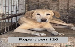 Labrador Retriever dogs for adoption: Rupert - Norwich Norfolk  - Image 21