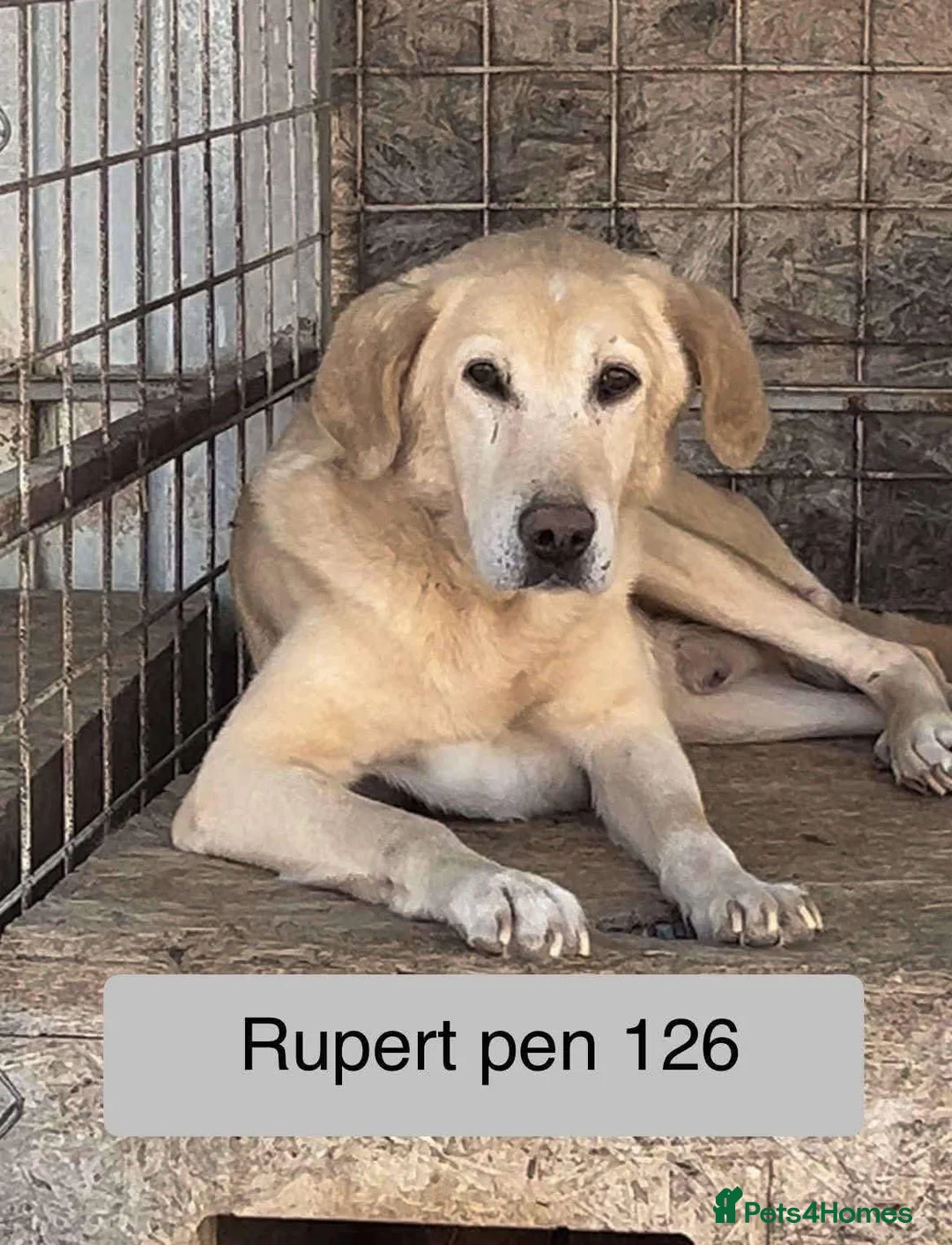 Labrador Retriever dogs for adoption: Rupert - Norwich Norfolk  - Advert 21