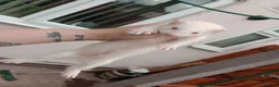 Ferret rodents for sale: Baby ferrets  - Advert 7