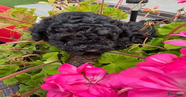 Toy Poodle dogs - Advert 5