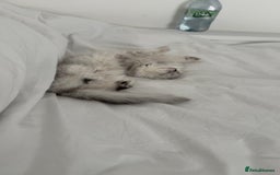 Persian cats for sale: Fluffy kitten white& silver coat girl chinchilla - Image 8