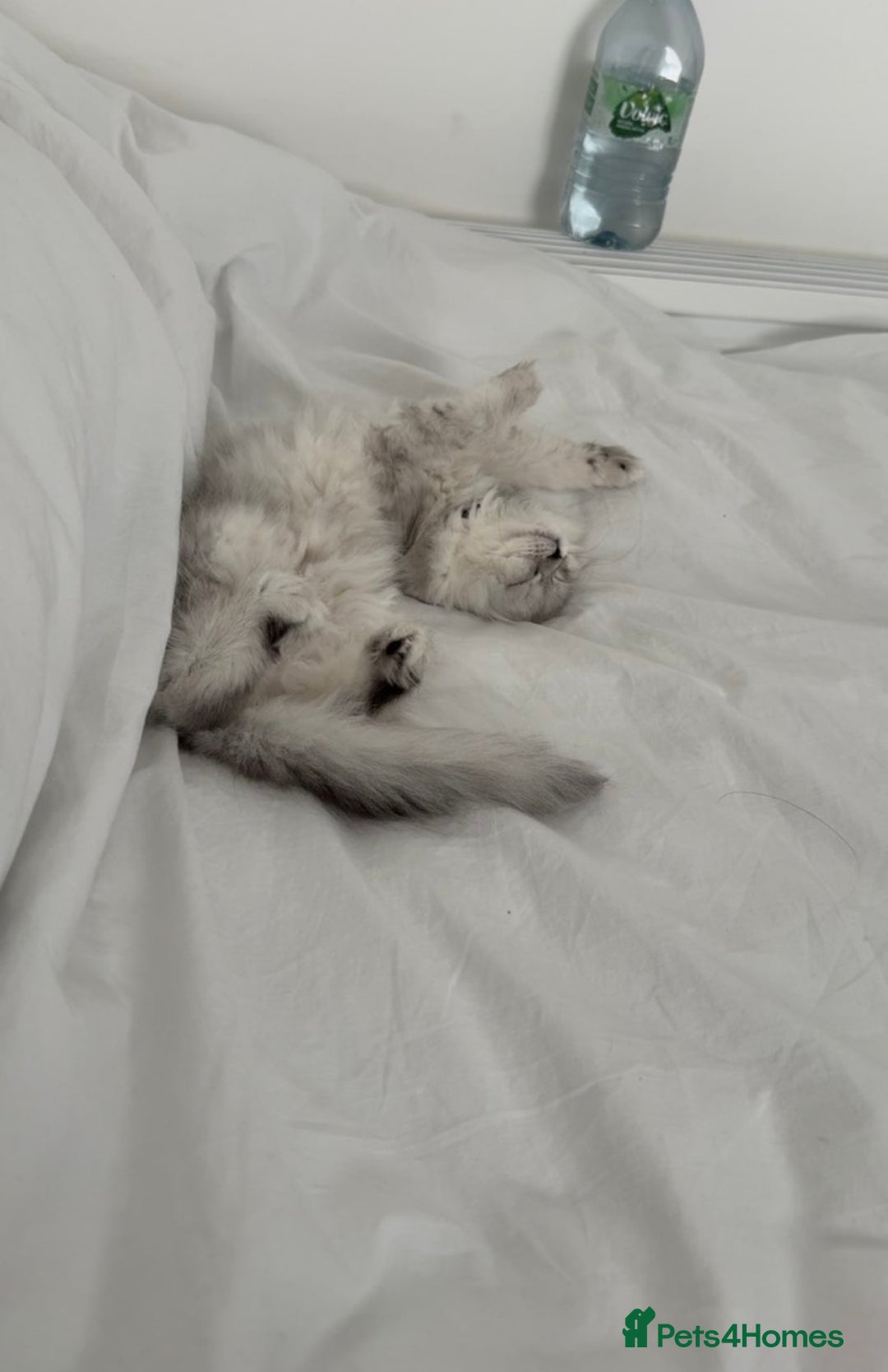 Persian cats for sale: Fluffy kitten white& silver coat girl chinchilla - Image 8