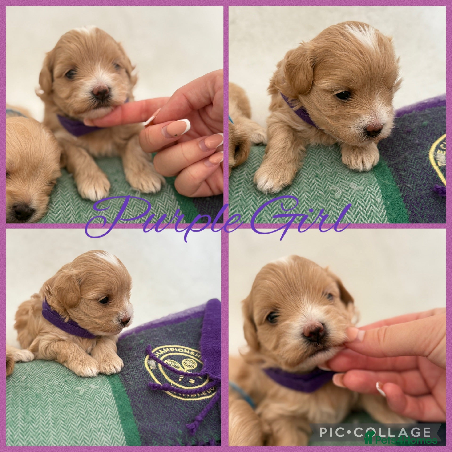 Maltipoo dogs Tiny prestige champion Asian Russian Maltipoos💜 - Advert 2