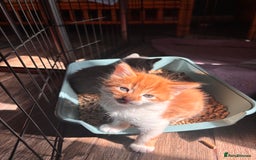 Mixed Breed cats for sale: 5 gorgeous kittens  - Image 6