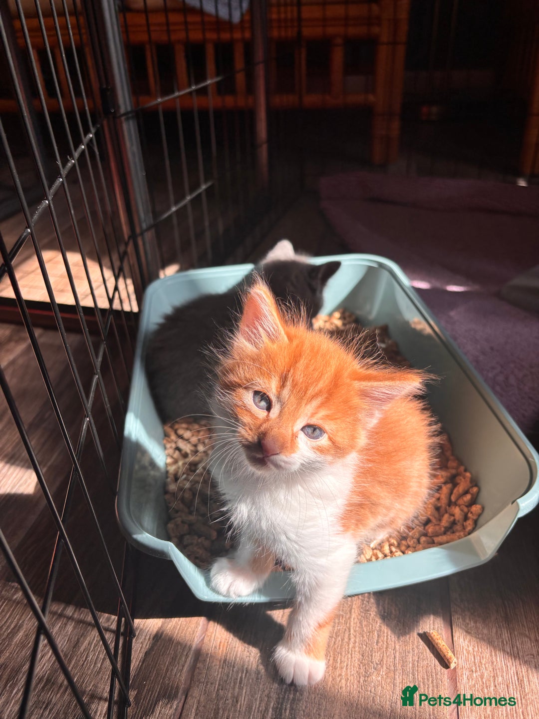 Mixed Breed cats for sale: 5 gorgeous kittens  - Image 6