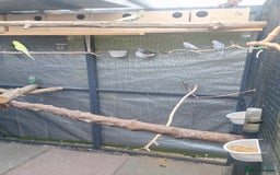 Budgerigars birds for sale: budgies for sale birmingham. - Image 7