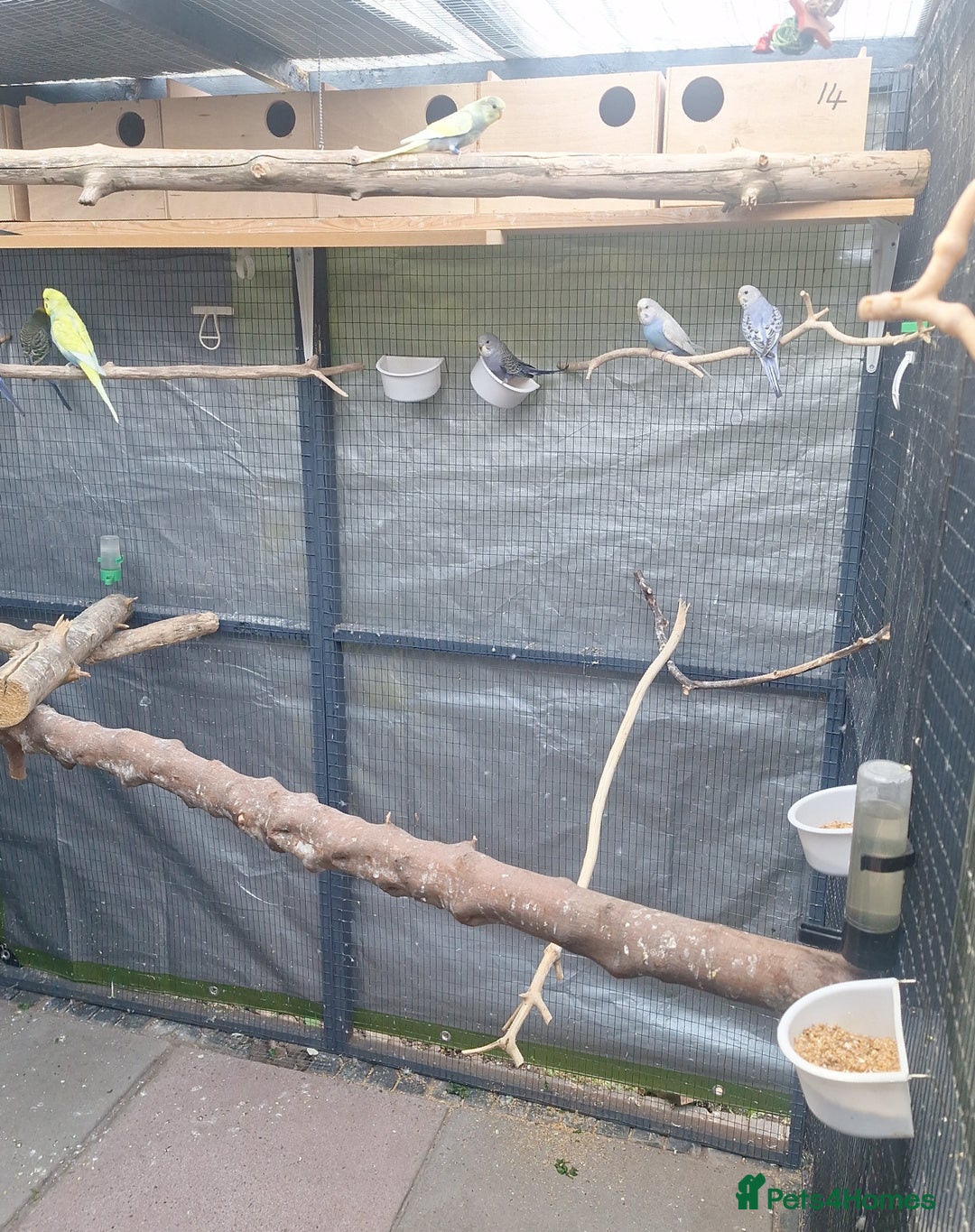 Budgerigars birds for sale: budgies for sale birmingham. - Image 7