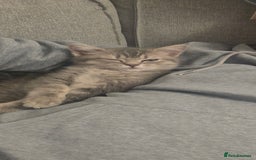 British Shorthair cats for sale: British shorthair tabby kitten - Image 5