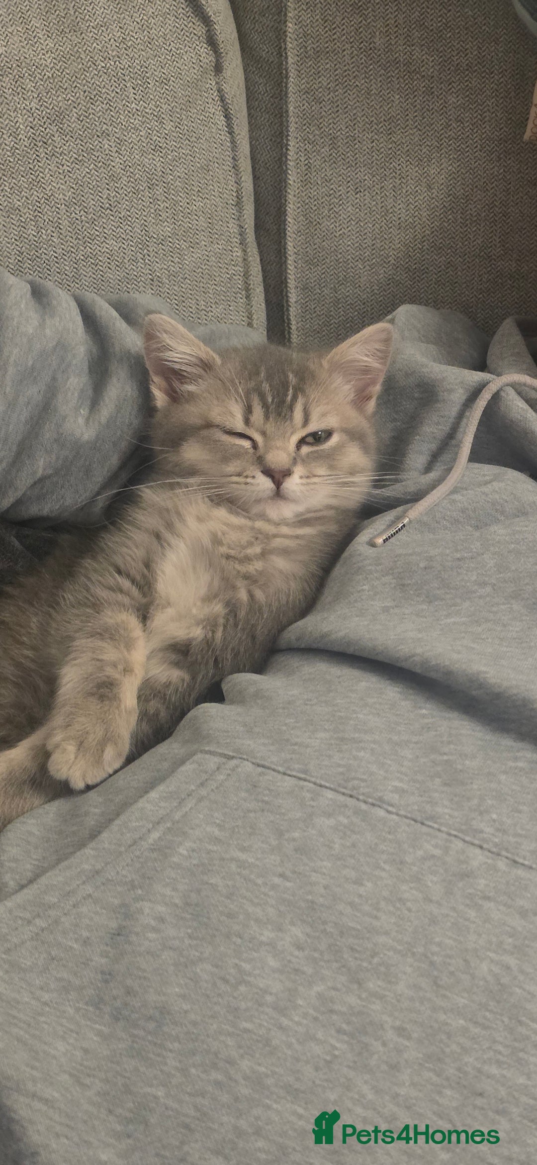 British Shorthair cats for sale: British shorthair tabby kitten - Image 5