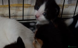 Mixed Breed cats for sale: 3 beautiful kittens for sale - Image 15