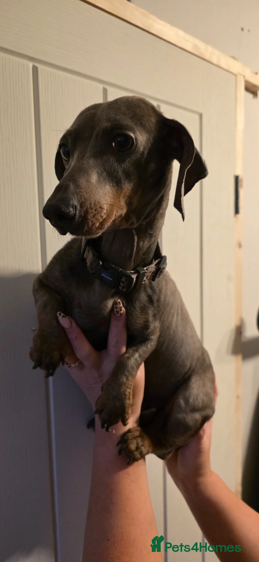 Miniature Dachshund dogs for sale: Miniature dachshund pups  - Advert 2