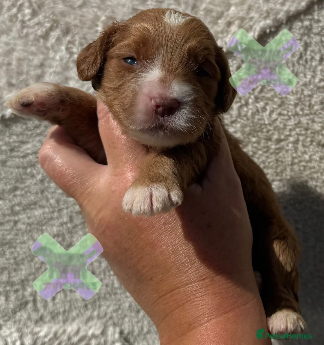 Cockapoo dogs for sale: F1 Apricots and fox reds mini cockapoos 30 dna clr - Advert 11