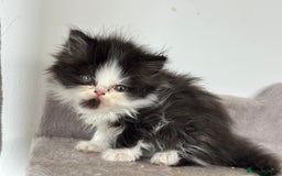 Persian cats for sale:  1 boy left !Adorable  Persian kittens available  - Image 9