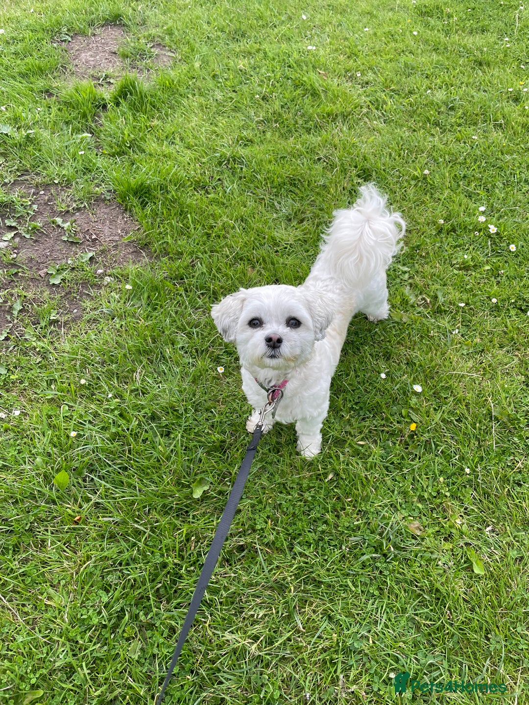 Zuchon dogs for sale: Zuchon NO CHILDREN or DOGS - Advert 1