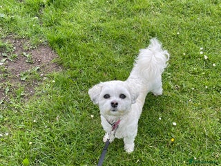 Zuchon dogs Zuchon NO CHILDREN or DOGS - Advert 1