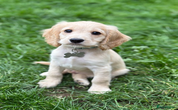 Cockapoo dogs - Advert 1