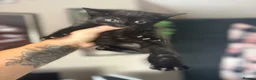 Mixed Breed cats for sale: Cute Black Kittens  - Advert 7