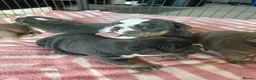 English Bulldog dogs for sale: Full Pedigree English Bulldog puppies  - Advert 13