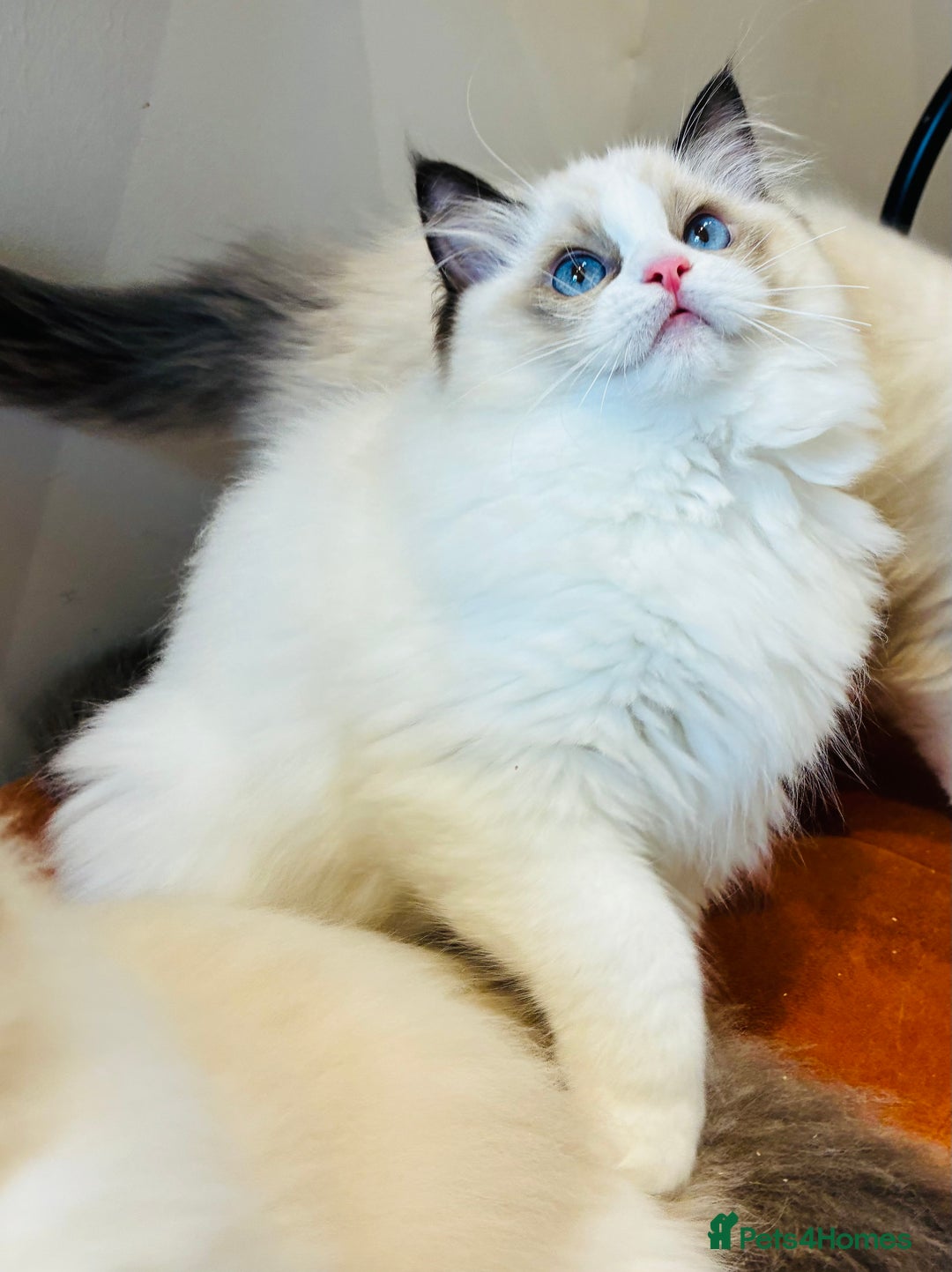 Ragdoll cats for sale: Champion Lines - Ragdoll Kittens - Advert 10