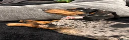 Miniature Dachshund dogs for sale: Unique Minature Dachsunds Puppies  - Advert 3