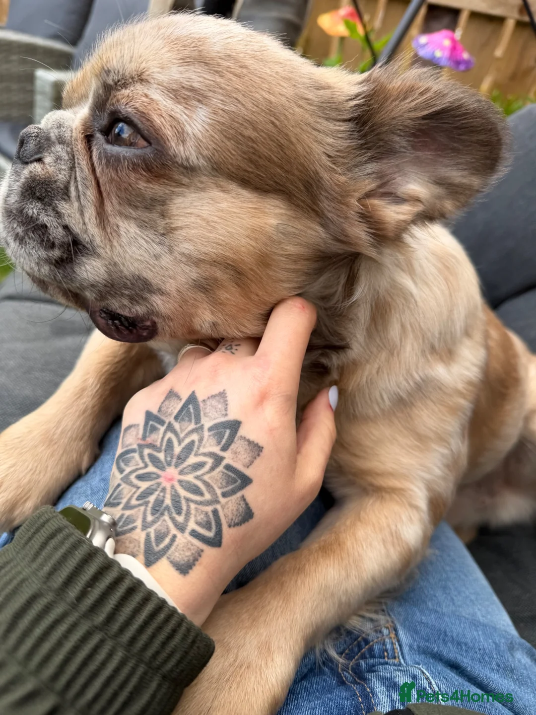 French Bulldog dogs for sale: Fluffy French Bulldog - please Read description in Northallerton - Advert 2