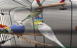 Budgerigars birds for sale: Budgie for Sale - Image 4
