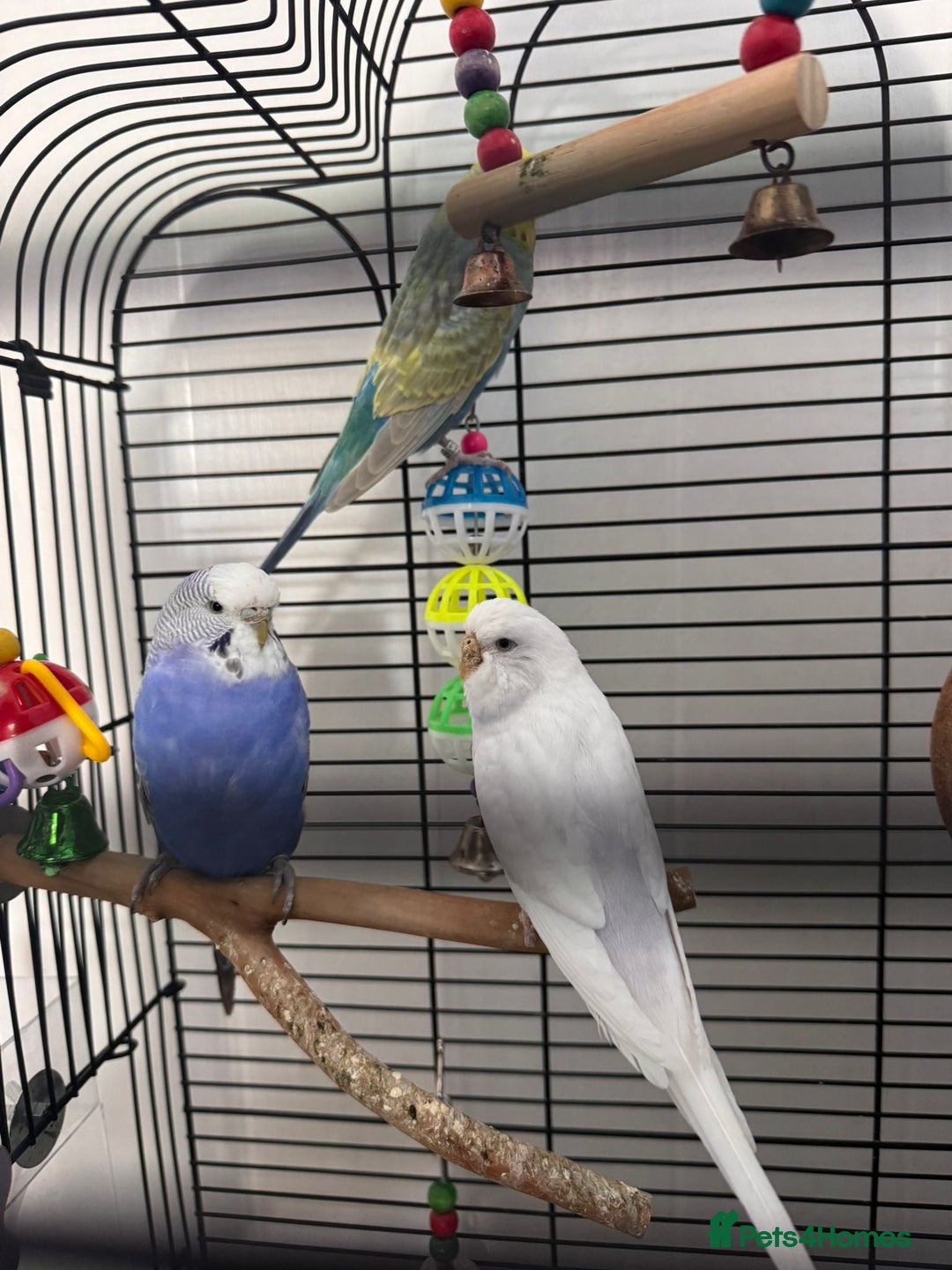 Budgerigars birds for sale: Budgie for Sale - Image 4