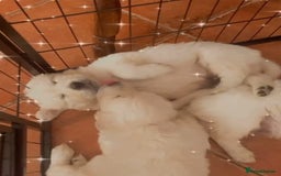 Golden Retriever dogs for sale: STUNNING RETRIVER PUPPIES NOW READY  - Advert 5