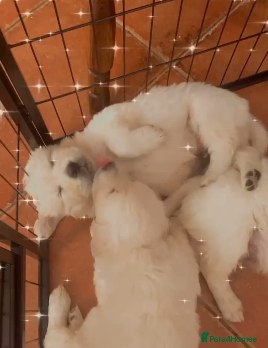 Golden Retriever dogs for sale: STUNNING RETRIVER PUPPIES NOW READY  - Advert 5