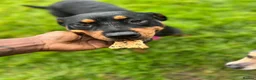 Rottweiler dogs for sale: URGENTLY needs a forever home! - Advert 6