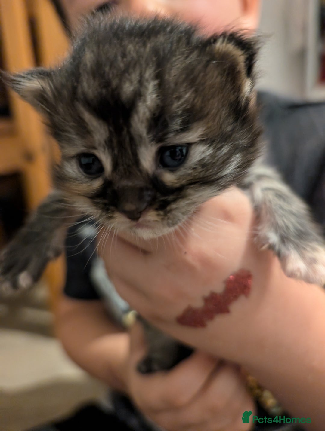 Maine Coon cats for sale: Full Maine coon kittens - Advert 4