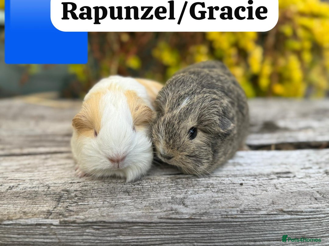 Guinea Pig rodents for sale: Baby guinea pigs available now. Sheffield. - Image 28