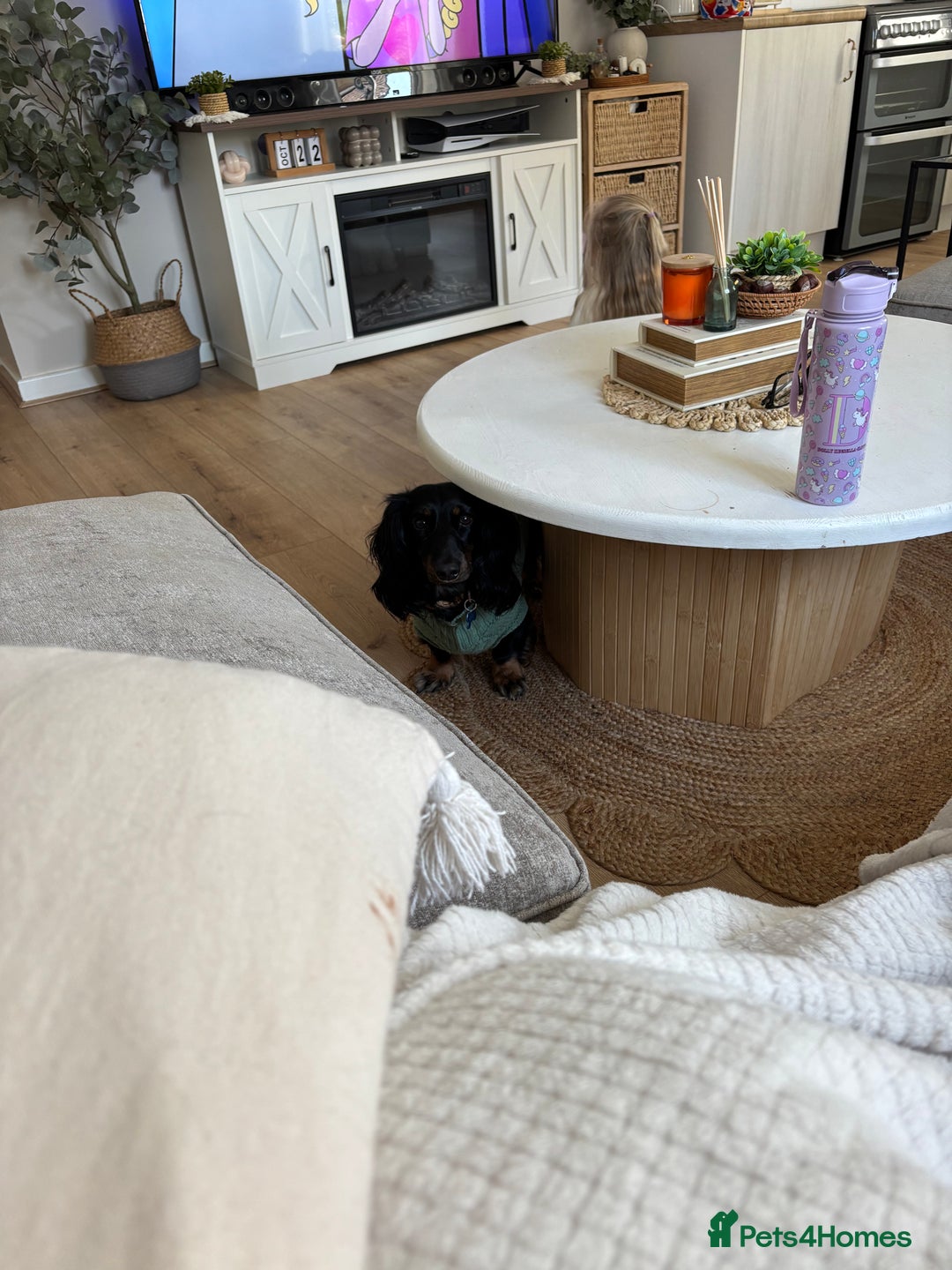 Miniature Dachshund dogs for sale:  long haired miniature dachshund male KC registere - Advert 33