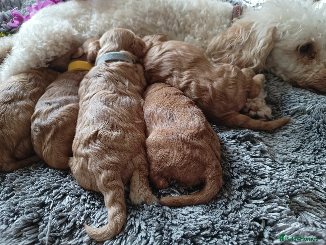 Cavapoo dogs for sale: Beautiful F1 cavapoo puppies  - Image 19