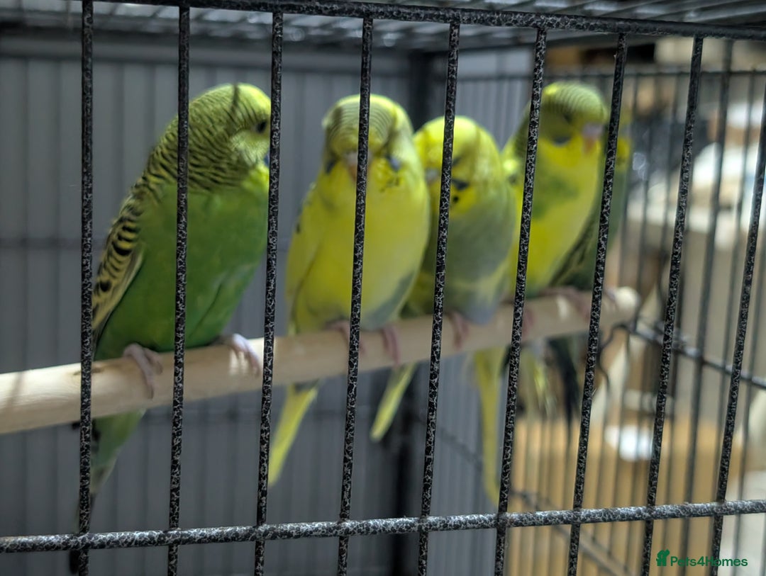 Budgerigars birds for sale: Budgies for Sale Many colours Cages Available  - Image 25