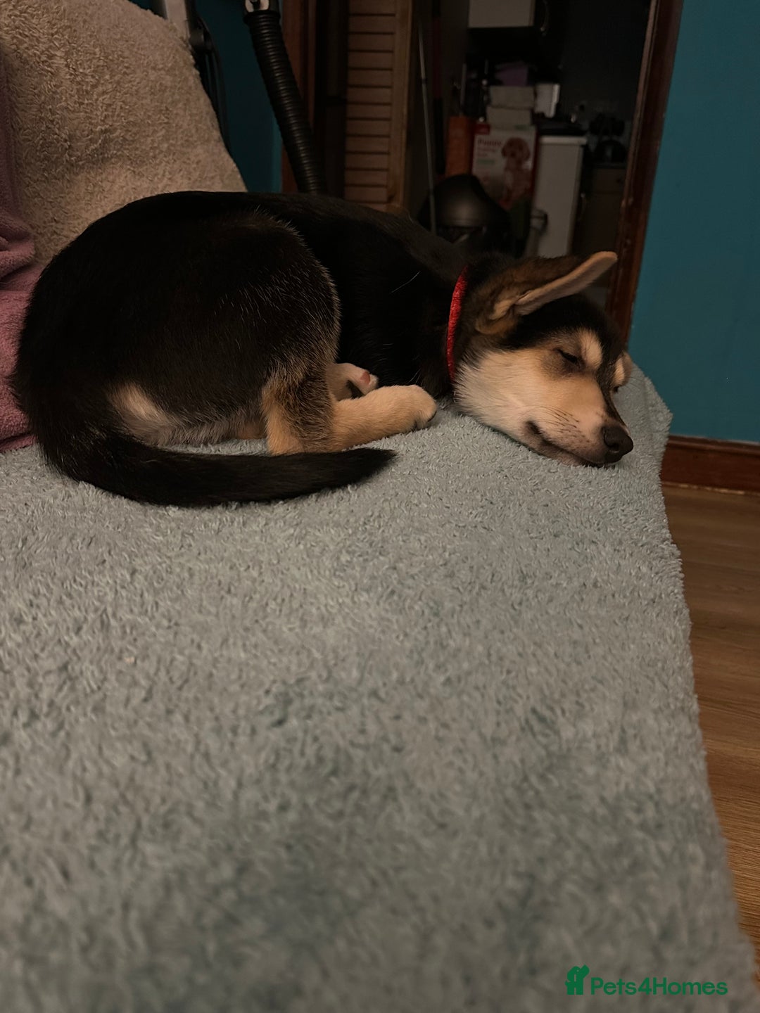 Mixed Breed dogs for sale: Gorgeous pups  - Advert 18